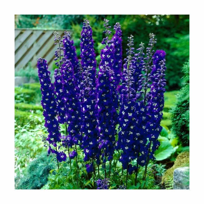 Pink and Purple Perennials Collection | 4 x 10.5cm Pots 6 Pink and Purple Perennials Collection | 4 x 10.5cm Pots - Image 4