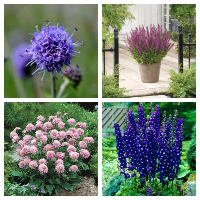 Pink and Purple Perennials Collection | 4 x 10.5cm Pots 3 Pink and Purple Perennials Collection | 4 x 10.5cm Pots