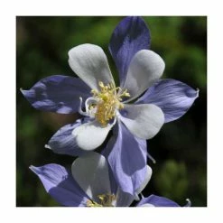 Jewel Garden Perennial Collection | 12 x 10.5cm Pots -Cheap July Plants Store P5000COL16 add image 2 7c4b