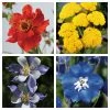 Jewel Garden Perennial Collection | 12 x 10.5cm Pots -Cheap July Plants Store P5000COL16 main image 20d6