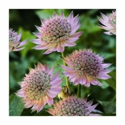 Astrantia Collection | 4 x 1L Pots 8 Astrantia Collection | 4 x 1L Pots -Cheap July Plants Store P5000COL18 add image 1 1a63
