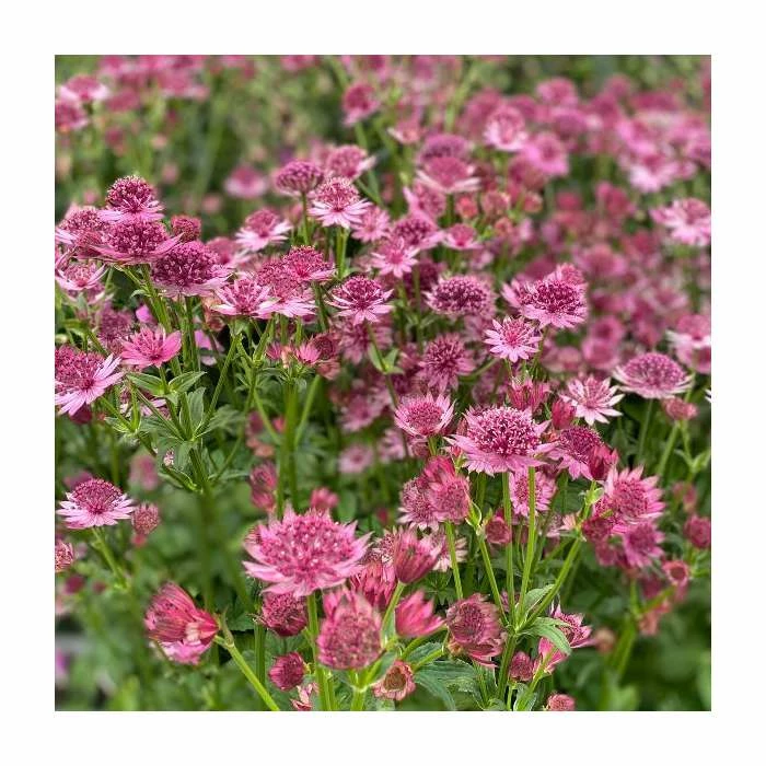 Astrantia Collection | 4 x 1L Pots 5 Astrantia Collection | 4 x 1L Pots - Image 3