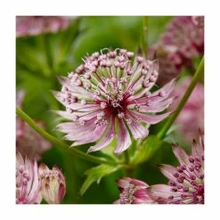 Astrantia Collection | 4 x 1L Pots 10 Astrantia Collection | 4 x 1L Pots -Cheap July Plants Store P5000COL18 add image 3 9af6