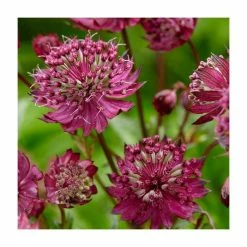 Astrantia Collection | 4 x 1L Pots 11 Astrantia Collection | 4 x 1L Pots -Cheap July Plants Store P5000COL18 add image 4 1652