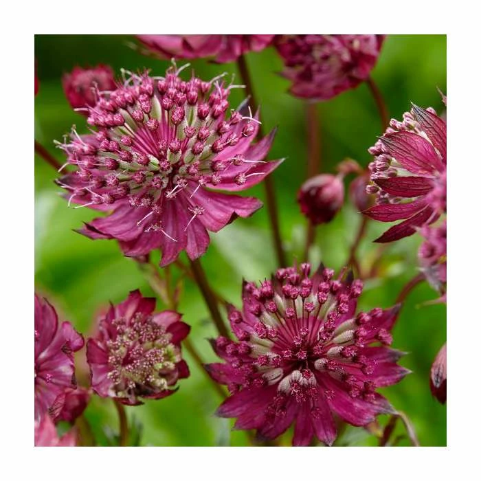 Astrantia Collection | 4 x 1L Pots 7 Astrantia Collection | 4 x 1L Pots - Image 5