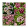 Astrantia Collection | 4 x 1L Pots -Cheap July Plants Store P5000COL18 main image de16