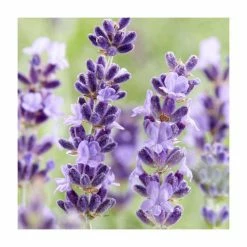 Lavandula 'Hidcote Improved' | Lavender