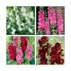8 x Alcea Chaters Plants | Beautiful Colour & Structure Collection | 1L Pots 1 8 x Alcea Chaters Plants | Beautiful Colour & Structure Collection | 1L Pots -Cheap July Plants Store P5000COL2 main image 2fb4