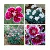 8 x Dianthus Alpine Plants | Fun and Fragrant Collection | 1L Pots -Cheap July Plants Store P5000COL3 main image 4d9b