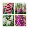 8 x Digitalis Plants | Pretty Foxglove Collection | 1L Pots