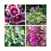 8 x Perennials (Lupin, Hosta, Digitalis, Dianthus, Alcea) | 1L Pots 2 8 x Perennials (Lupin, Hosta, Digitalis, Dianthus, Alcea) | 1L Pots -Cheap July Plants Store P5000COL7 main image 087f
