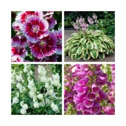 8 x Perennials (Lupin, Hosta, Digitalis, Dianthus, Alcea) | 1L Pots