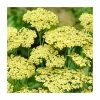 Achillea Anthea | 2L Pot 1 Achillea Anthea | 2L Pot -Cheap July Plants Store P50011 main image b80f