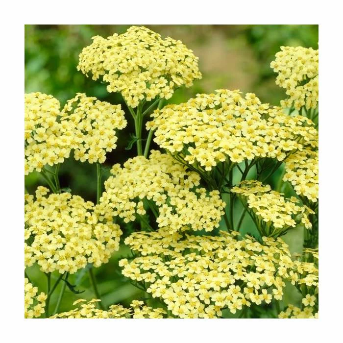 Achillea Anthea | 2L Pot 3 Achillea Anthea | 2L Pot