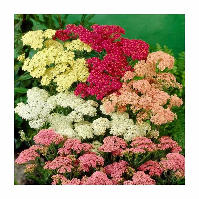 Achillea Anthea | 2L Pot 4 Achillea Anthea | 2L Pot - Image 2