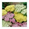 Achillea millefolium 'Sunny Seduction' | 2L Pot 2 Achillea millefolium 'Sunny Seduction' | 2L Pot -Cheap July Plants Store P50013 main image 9da8