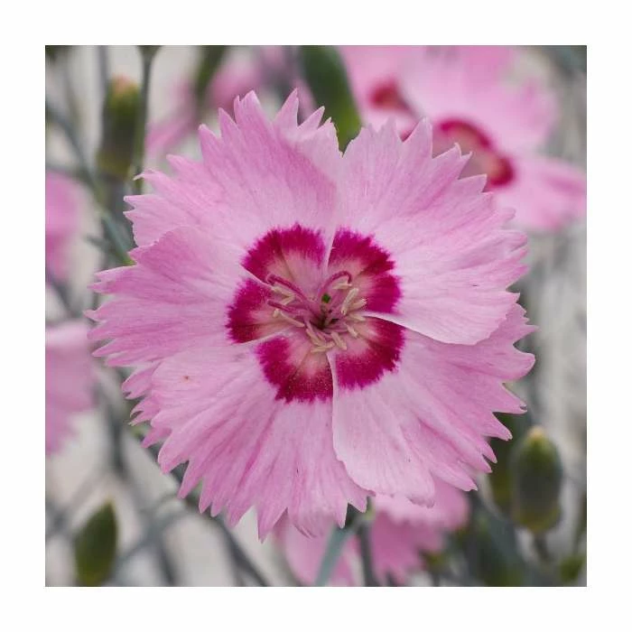 Dianthus Cocktail 'Shirley Temple' | 2L Pot 3 Dianthus Cocktail 'Shirley Temple' | 2L Pot