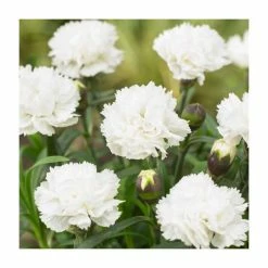 Dianthus 'Memories' | 2L Pot