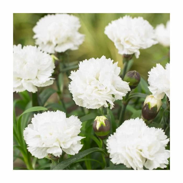 Dianthus 'Memories' | 2L Pot 3 Dianthus 'Memories' | 2L Pot