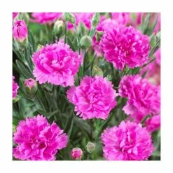 Dianthus 'Tickled Pink' | 2L Pot