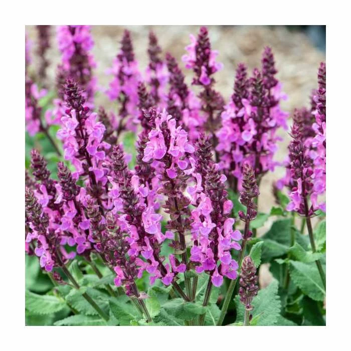 Salvia nemorosa 'Rose Marvel' | Wild Sage 4 Salvia nemorosa 'Rose Marvel' | Wild Sage - Image 2