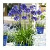 Agapanthus 'Black Pantha' (PBR) | 2L Pot 2 Agapanthus 'Black Pantha' (PBR) | 2L Pot -Cheap July Plants Store P50056 main image fecf