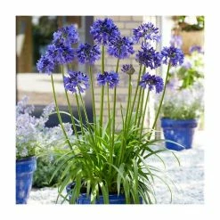 Agapanthus 'Black Pantha' (PBR) | 2L Pot