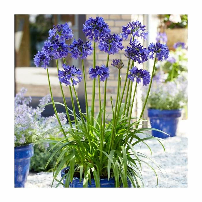Agapanthus 'Black Pantha' (PBR) | 2L Pot 3 Agapanthus 'Black Pantha' (PBR) | 2L Pot