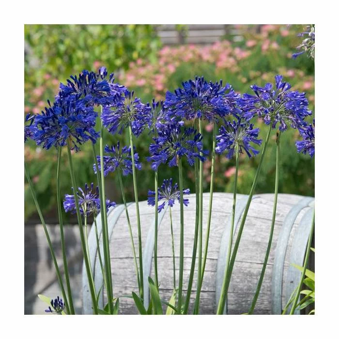 Agapanthus 'Black Pantha' (PBR) | 2L Pot 4 Agapanthus 'Black Pantha' (PBR) | 2L Pot - Image 2