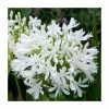 Agapanthus 'Val de la Sarth' | 2L Pot -Cheap July Plants Store P50057 main image 876c