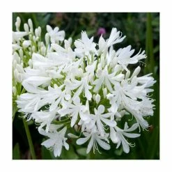 Agapanthus 'Val de la Sarth' | 2L Pot