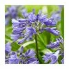 Agapanthus 'Ever Sapphire' | 3L Pot 1 Agapanthus 'Ever Sapphire' | 3L Pot -Cheap July Plants Store P50058 main image d03a