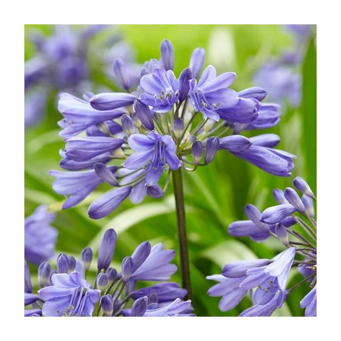 Agapanthus 'Ever Sapphire' | 3L Pot 3 Agapanthus 'Ever Sapphire' | 3L Pot
