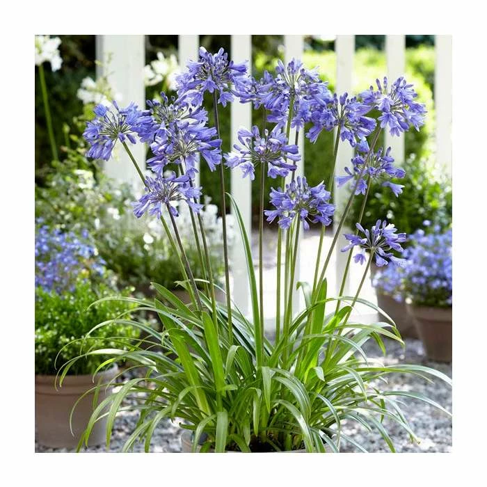 Agapanthus 'Ever Sapphire' | 3L Pot 4 Agapanthus 'Ever Sapphire' | 3L Pot - Image 2
