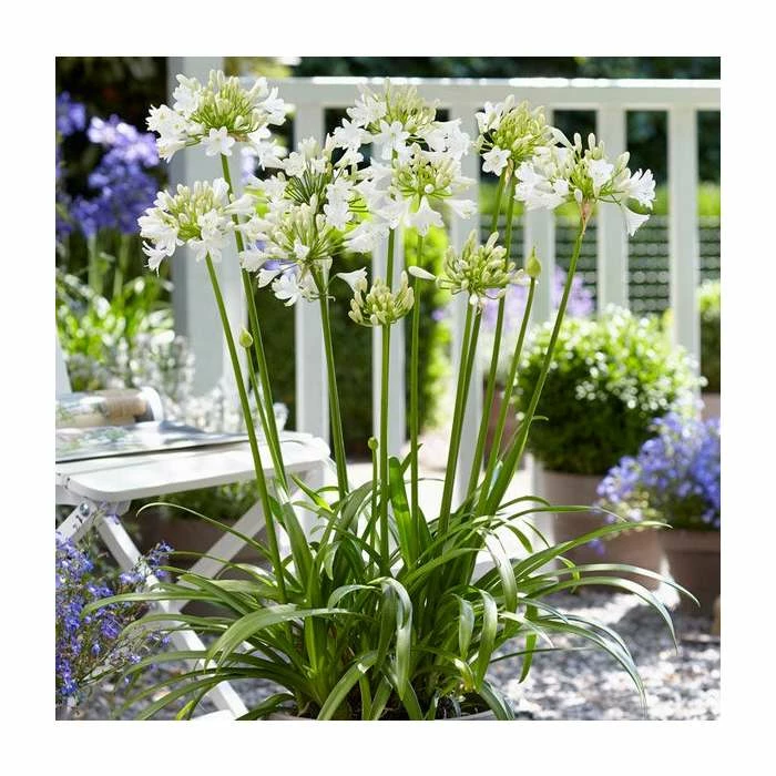 Agapanthus 'Ever White' | 3L Pot 3 Agapanthus 'Ever White' | 3L Pot