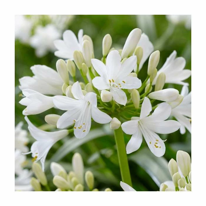 Agapanthus 'Ever White' | 3L Pot 4 Agapanthus 'Ever White' | 3L Pot - Image 2