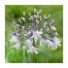 Agapanthus 'Fireworks' | 2L Pot 2 Agapanthus 'Fireworks' | 2L Pot -Cheap July Plants Store P50060 main image 1a12