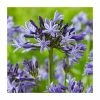 Agapanthus 'Navy Blue' | 2L Pot