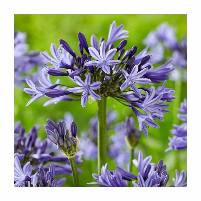 Agapanthus 'Navy Blue' | 2L Pot 3 Agapanthus 'Navy Blue' | 2L Pot