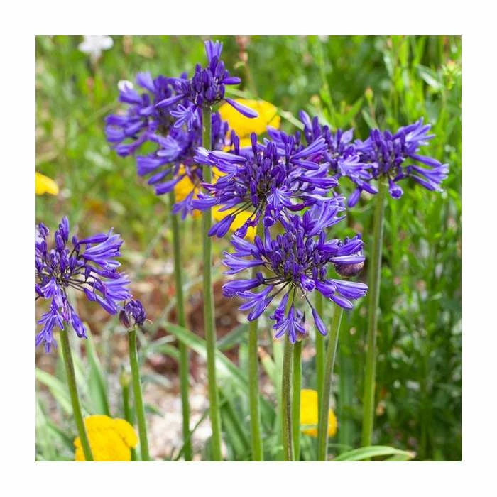 Agapanthus 'Navy Blue' | 2L Pot 4 Agapanthus 'Navy Blue' | 2L Pot - Image 2