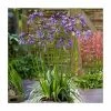 Agapanthus 'Poppin Purple' | 3L Pot 2 Agapanthus 'Poppin Purple' | 3L Pot -Cheap July Plants Store P50062 main image 768f
