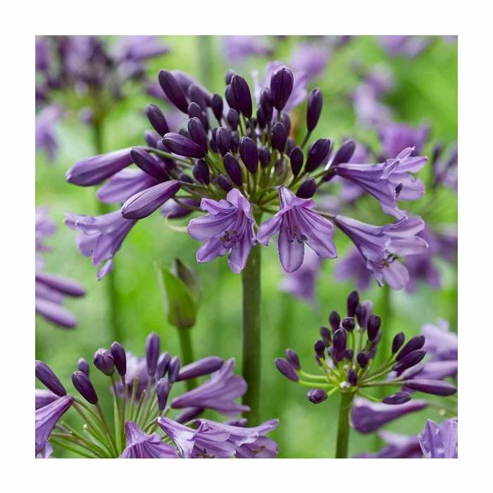 Agapanthus 'Poppin Purple' | 3L Pot 4 Agapanthus 'Poppin Purple' | 3L Pot - Image 2