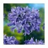 Agapanthus 'Pretty Heidi' | 3L Pot -Cheap July Plants Store P50063 main image b805