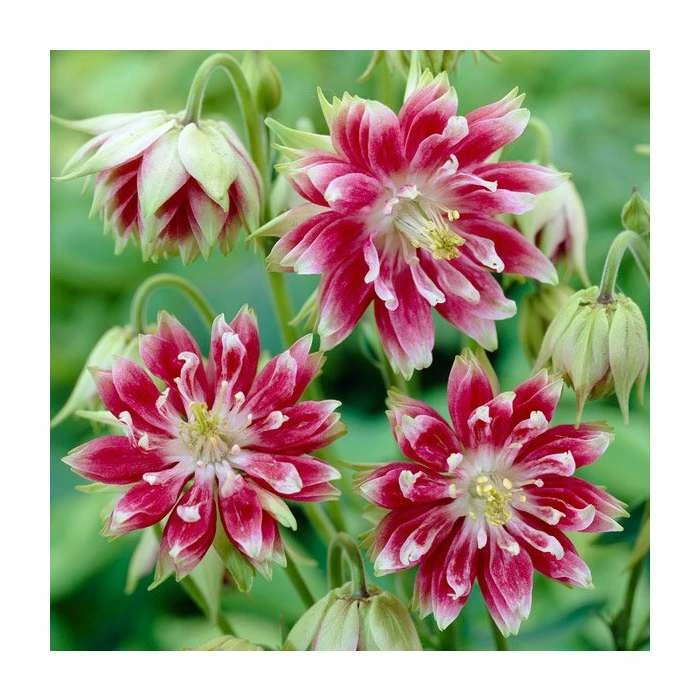 Aquilegia 'Nora Barlow' | Granny's Bonnet 3 Aquilegia 'Nora Barlow' | Granny's Bonnet