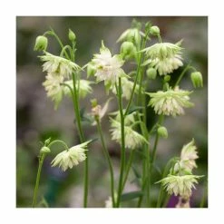 Aquilegia 'Barlow White' | 3L Pot
