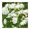 Aquilegia 'Green Apples' | Granny's Bonnet