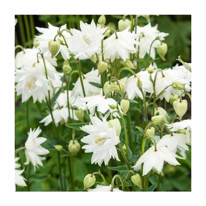 Aquilegia 'Green Apples' | Granny's Bonnet 3 Aquilegia 'Green Apples' | Granny's Bonnet