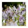 Campanula 'Iridescent Bells' | 3L Pot -Cheap July Plants Store P50081 main image fe67