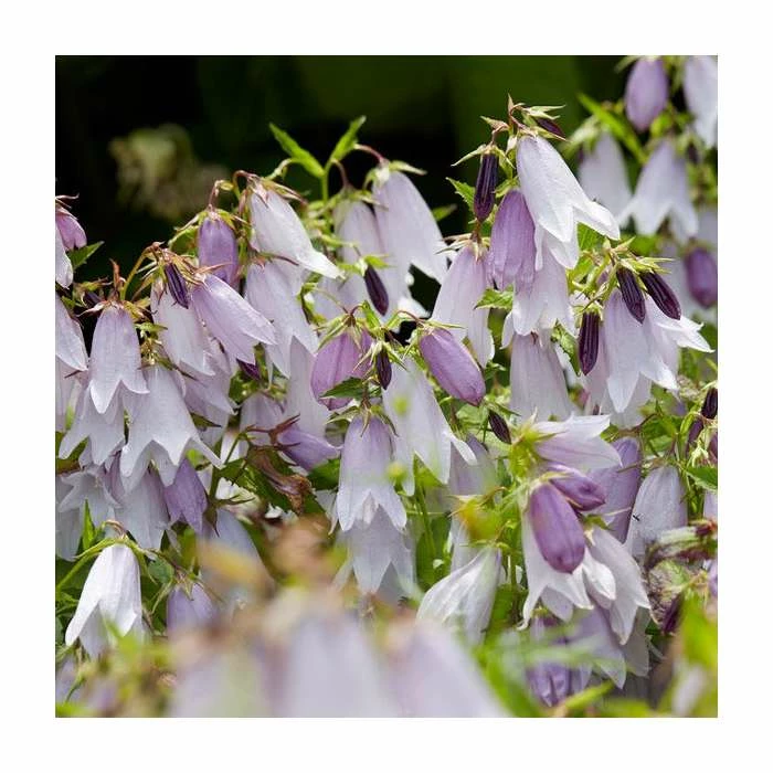 Campanula 'Iridescent Bells' | 3L Pot 3 Campanula 'Iridescent Bells' | 3L Pot