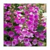 Digitalis 'Dalmatian Purple' | 3L Pot 2 Digitalis 'Dalmatian Purple' | 3L Pot -Cheap July Plants Store P50084 main image 749e